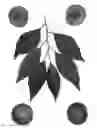 Fig. 01 - Interspecific tree