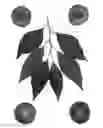 Fig. 02 - Interspecific tree