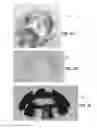 Fig. 29 - Multifire less lethal munitions
