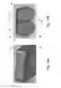 Fig. 17 - Container for eggs, method and apparatus for arranging and stabilizing eggs in a container