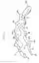Fig. 02 - CLASPING DEVICE AND ACCESSORY SYSTEM WITH OPTIONAL AND INTERCHANGEABLE DECORATIVE ADD-ONS
