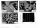 Fig. 09 - TITANIUM ALLOY MICROSTRUCTURAL REFINEMENT METHOD AND HIGH TEMPERATURE-HIGH STRAIN RATE SUPERPLASTIC FORMING OF TITANIUM ALLOYS