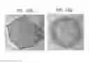 Fig. 18 - Altering lignin and wood density