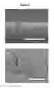 Fig. 03 - Nanotextured surfaces and related methods, systems, and uses