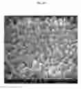 Fig. 03 - TRANSPARENT CONDUCTIVE OXIDES HAVING A NANOSTRUCTURED SURFACE AND USES THEREOF
