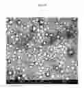 Fig. 20 - TRANSPARENT CONDUCTIVE OXIDES HAVING A NANOSTRUCTURED SURFACE AND USES THEREOF
