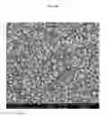 Fig. 24 - TRANSPARENT CONDUCTIVE OXIDES HAVING A NANOSTRUCTURED SURFACE AND USES THEREOF