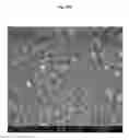 Fig. 27 - TRANSPARENT CONDUCTIVE OXIDES HAVING A NANOSTRUCTURED SURFACE AND USES THEREOF