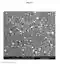 Fig. 37 - TRANSPARENT CONDUCTIVE OXIDES HAVING A NANOSTRUCTURED SURFACE AND USES THEREOF