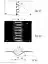 Fig. 03 - SEMICONDUCTOR PN JUNCTION STRUCTURE AND MANUFACTURING METHOD THEREOF