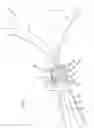 Fig. 02 - Device for holding a pair of skis together