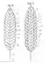 Fig. 03 - SOLAR ARRAY RESEMBLING NATURAL FOLIAGE INCLUDING MEANS FOR WIRELESS TRANSMISSION OF ELECTRIC POWER