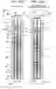 Fig. 02 - Contact probe and socket