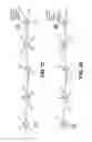 Fig. 18 - Directional mobile ad-hoc network