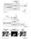Fig. 02 - Processing of video image