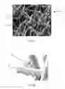 Fig. 02 - Devices and Methods for Tissue Engineering