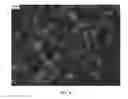 Fig. 05 - Nanowire preparation methods, compositions, and articles