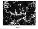 Fig. 13 - Nanowire preparation methods, compositions, and articles