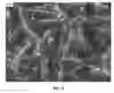 Fig. 09 - NANOWIRE PREPARATION METHODS, COMPOSITIONS, AND ARTICLES