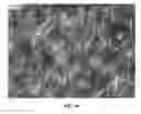 Fig. 11 - NANOWIRE PREPARATION METHODS, COMPOSITIONS, AND ARTICLES