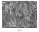 Fig. 12 - NANOWIRE PREPARATION METHODS, COMPOSITIONS, AND ARTICLES