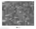 Fig. 14 - NANOWIRE PREPARATION METHODS, COMPOSITIONS, AND ARTICLES