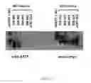 Fig. 131 - Specific binding proteins and uses thereof