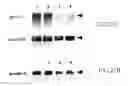 Fig. 30 - Specific binding proteins and uses thereof