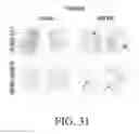 Fig. 34 - Specific binding proteins and uses thereof