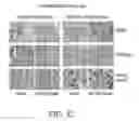 Fig. 35 - Specific binding proteins and uses thereof