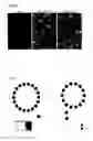 Fig. 07 - Avian colony stimulating factor 1 receptor binding proteins