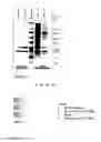 Fig. 09 - Avian colony stimulating factor 1 receptor binding proteins