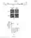 Fig. 02 - INDUCTION OF NEURONAL DIFFERENTIATION IN NON-NEURONAL CELLS  USING A NUCLEIC ACID MOLECULE