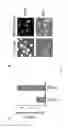Fig. 08 - INDUCTION OF NEURONAL DIFFERENTIATION IN NON-NEURONAL CELLS  USING A NUCLEIC ACID MOLECULE