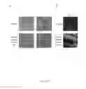 Fig. 10 - INDUCTION OF NEURONAL DIFFERENTIATION IN NON-NEURONAL CELLS  USING A NUCLEIC ACID MOLECULE