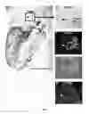 Fig. 06 - PNMT as a novel marker for progenitor cells
