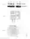 Fig. 08 - PNMT as a novel marker for progenitor cells