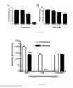 Fig. 12 - PNMT as a novel marker for progenitor cells