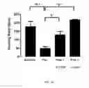 Fig. 13 - PNMT as a novel marker for progenitor cells