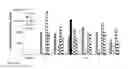 Fig. 19 - Stabilized immune modulatory RNA (SIMRA) compounds