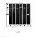 Fig. 02 - COMPOUNDS STIMULATING UNDESIRABLE CELLULAR ADHESION AND APPLICATIONS THEREOF