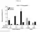 Fig. 10 - MIMOTOPES OF HIV ENV