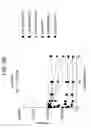 Fig. 09 - SPARC ANTISENSE COMPOSITIONS AND USES THEREOF