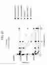 Fig. 10 - SPARC ANTISENSE COMPOSITIONS AND USES THEREOF