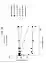 Fig. 12 - SPARC ANTISENSE COMPOSITIONS AND USES THEREOF