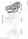 Fig. 11 - DIAGNOSIS AND TREATMENT OF NEUROECTODERMAL TUMORS