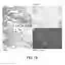 Fig. 20 - COMPOSITIONS AND METHODS COMPRISING VEGFR-2 AND VEGFR-3 ANTAGONISTS FOR THE TREATMENT OF METASTATIC DISEASE