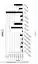 Fig. 06 - IL-27 Antagonists for Treating Inflammatory Diseases
