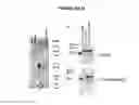 Fig. 19 - Fully human antibodies to BTLA