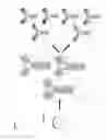 Fig. 06 - Aldehyde-tagged immunoglobulin polypeptides and methods of use thereof